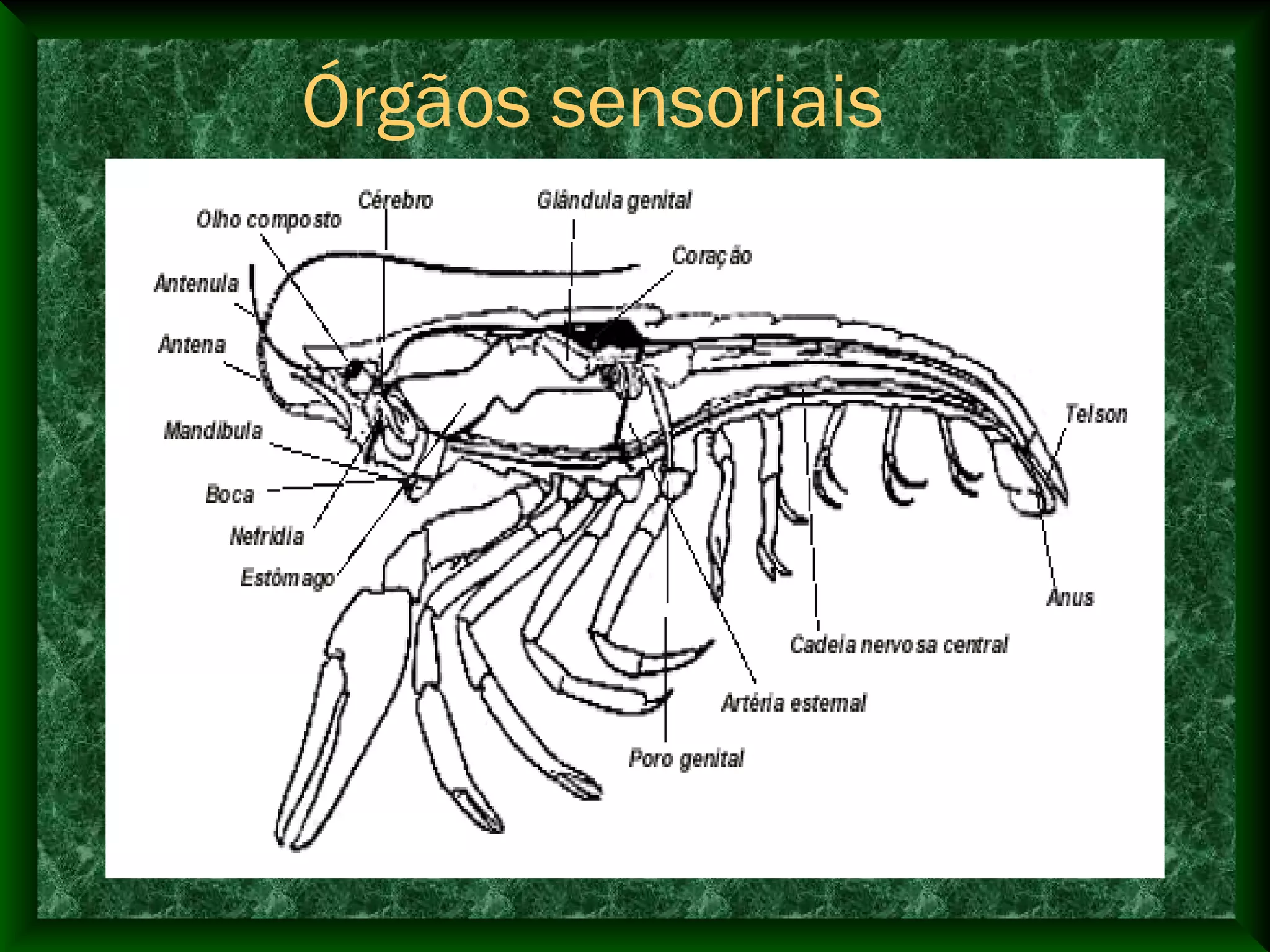 Órgãos sensoriais
 