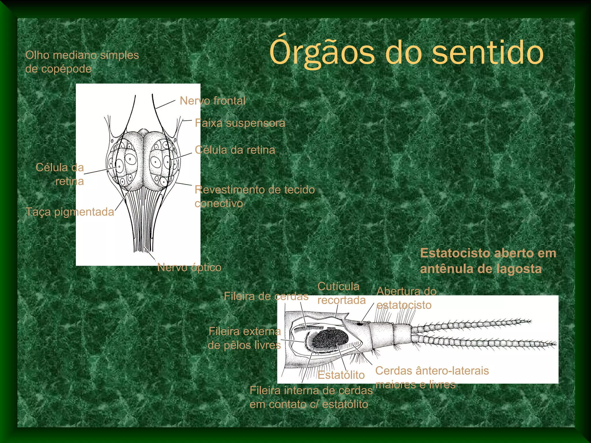 Nervo frontal
Faixa suspensora
Célula da retina
Revestimento de tecido
conectivo
Nervo óptico
Taça pigmentada
Célula da
retina
Órgãos do sentido
Fileira externa
de pêlos livres
Fileira de cerdas Abertura do
estatocisto
Cutícula
recortada
Cerdas ântero-laterais
maiores e livres
Estatólito
Fileira interna de cerdas
em contato c/ estatólito
Estatocisto aberto em
antênula de lagosta
Olho mediano simples
de copépode
 