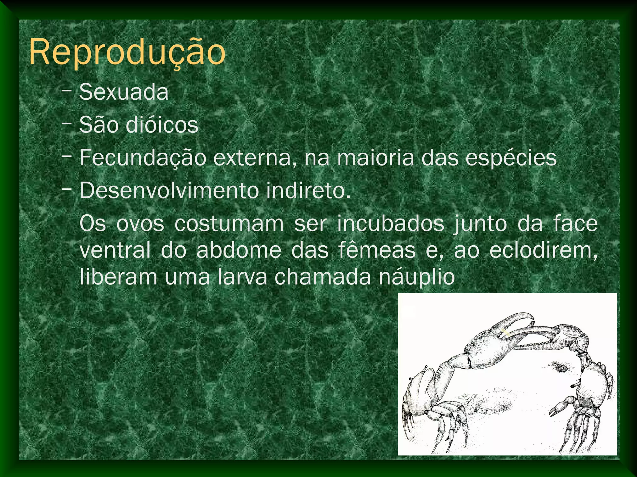 Reprodução
– Sexuada
– São dióicos
– Fecundação externa, na maioria das espécies
– Desenvolvimento indireto.
Os ovos costumam ser incubados junto da face
ventral do abdome das fêmeas e, ao eclodirem,
liberam uma larva chamada náuplio
 