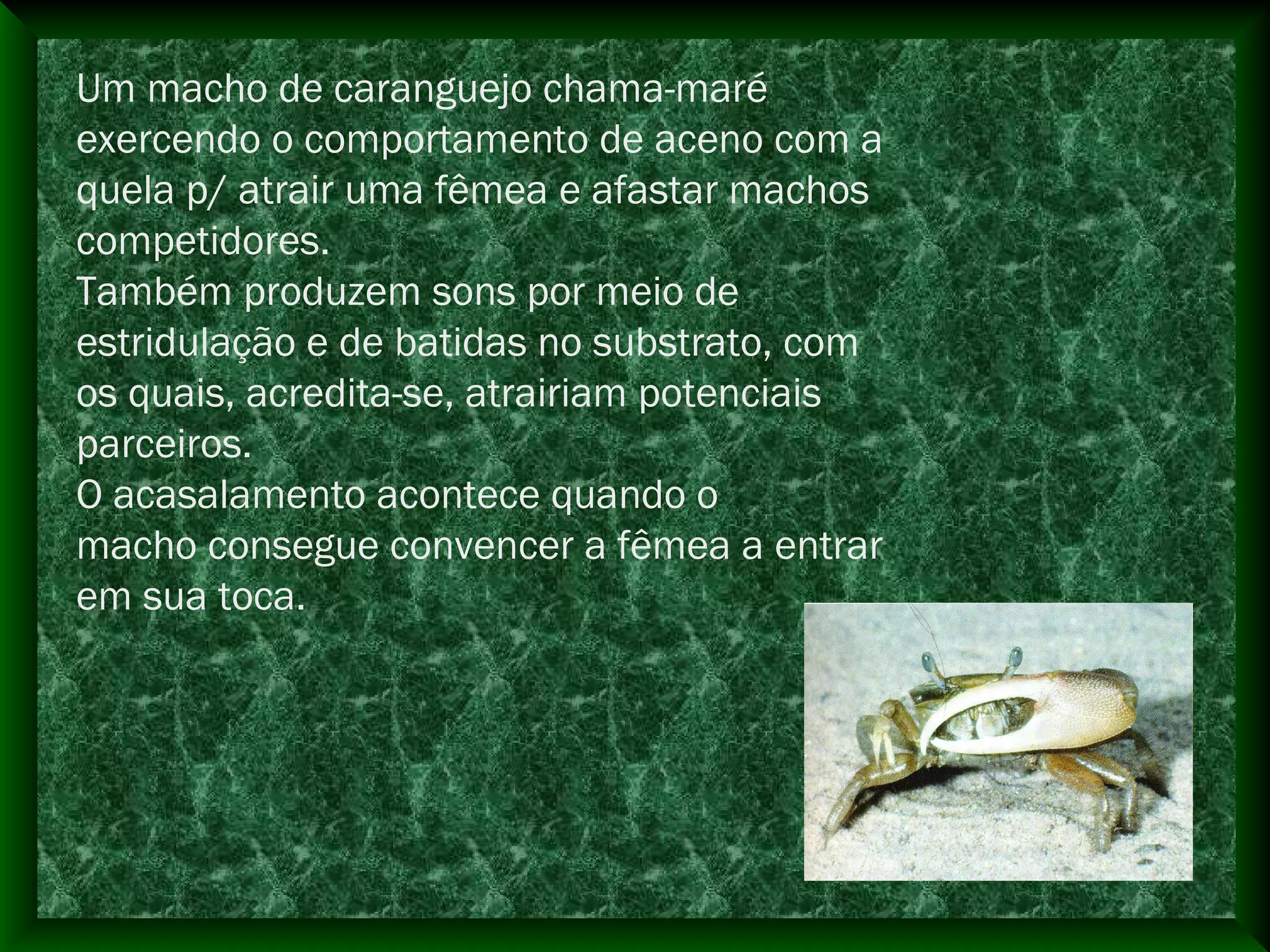 Um macho de caranguejo chama-maré
exercendo o comportamento de aceno com a
quela p/ atrair uma fêmea e afastar machos
competidores.
Também produzem sons por meio de
estridulação e de batidas no substrato, com
os quais, acredita-se, atrairiam potenciais
parceiros.
O acasalamento acontece quando o
macho consegue convencer a fêmea a entrar
em sua toca.
 