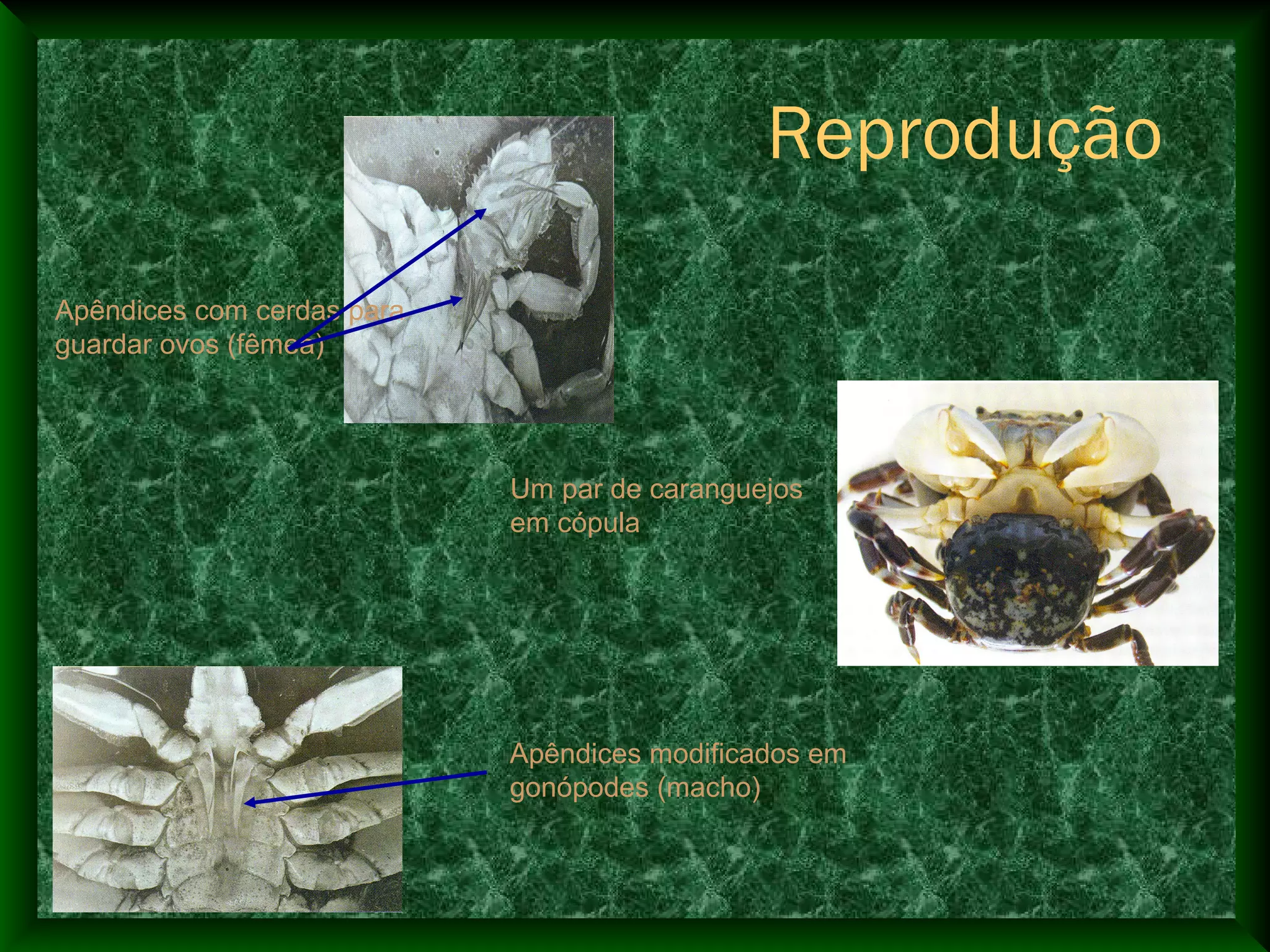 Apêndices com cerdas para
guardar ovos (fêmea)
Apêndices modificados em
gonópodes (macho)
Um par de caranguejos
em cópula
Reprodução
 