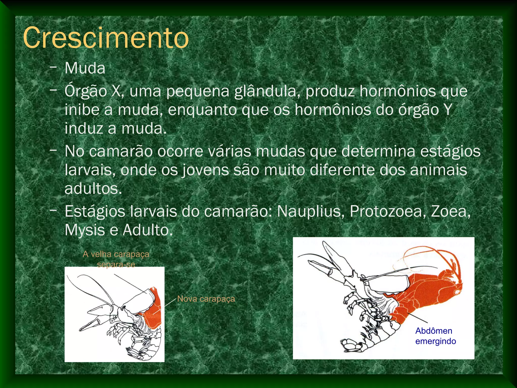 Crescimento
– Muda
– Órgão X, uma pequena glândula, produz hormônios que
inibe a muda, enquanto que os hormônios do órgão Y
induz a muda.
– No camarão ocorre várias mudas que determina estágios
larvais, onde os jovens são muito diferente dos animais
adultos.
– Estágios larvais do camarão: Nauplius, Protozoea, Zoea,
Mysis e Adulto.
A velha carapaça
separa-se
Nova carapaça
Abdômen
emergindo
 