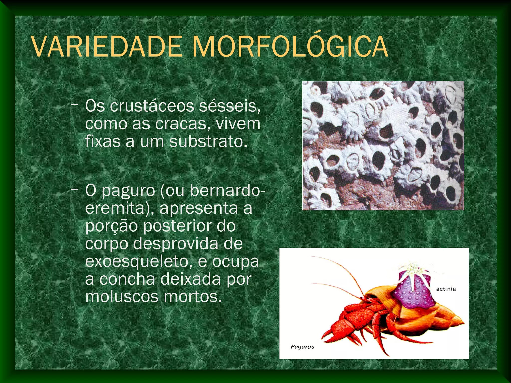 – Os crustáceos sésseis,
como as cracas, vivem
fixas a um substrato.
– O paguro (ou bernardo-
eremita), apresenta a
porção posterior do
corpo desprovida de
exoesqueleto, e ocupa
a concha deixada por
moluscos mortos.
VARIEDADE MORFOLÓGICA
 