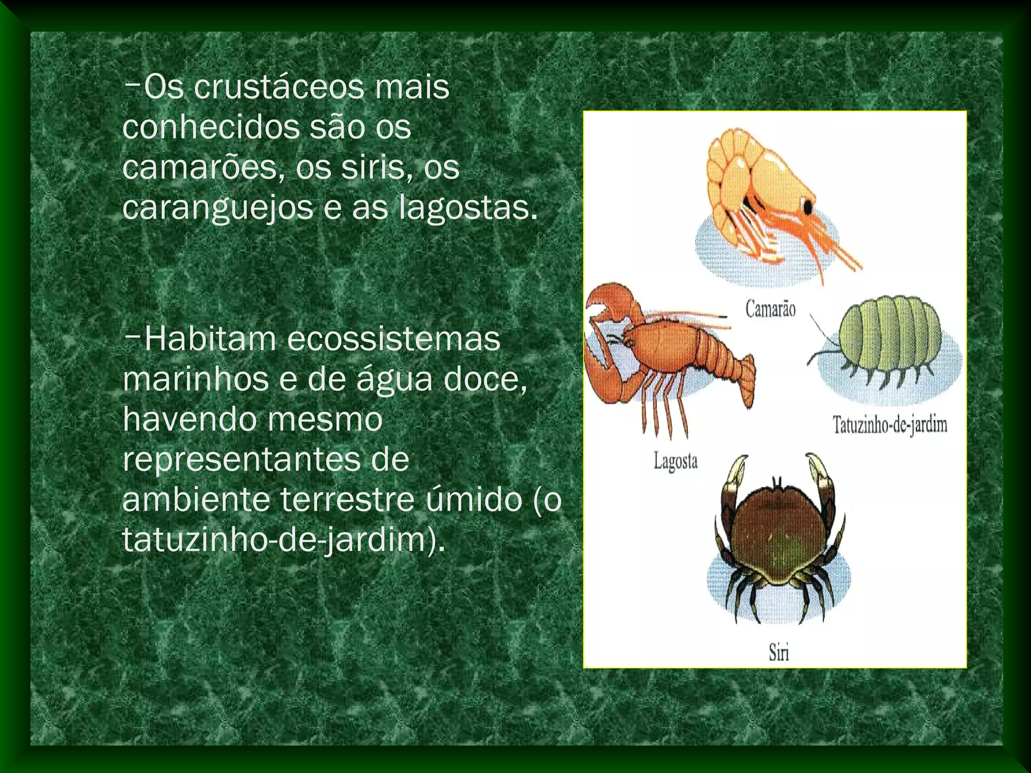 –Os crustáceos mais
conhecidos são os
camarões, os siris, os
caranguejos e as lagostas.
–Habitam ecossistemas
marinhos e de água doce,
havendo mesmo
representantes de
ambiente terrestre úmido (o
tatuzinho-de-jardim).
 