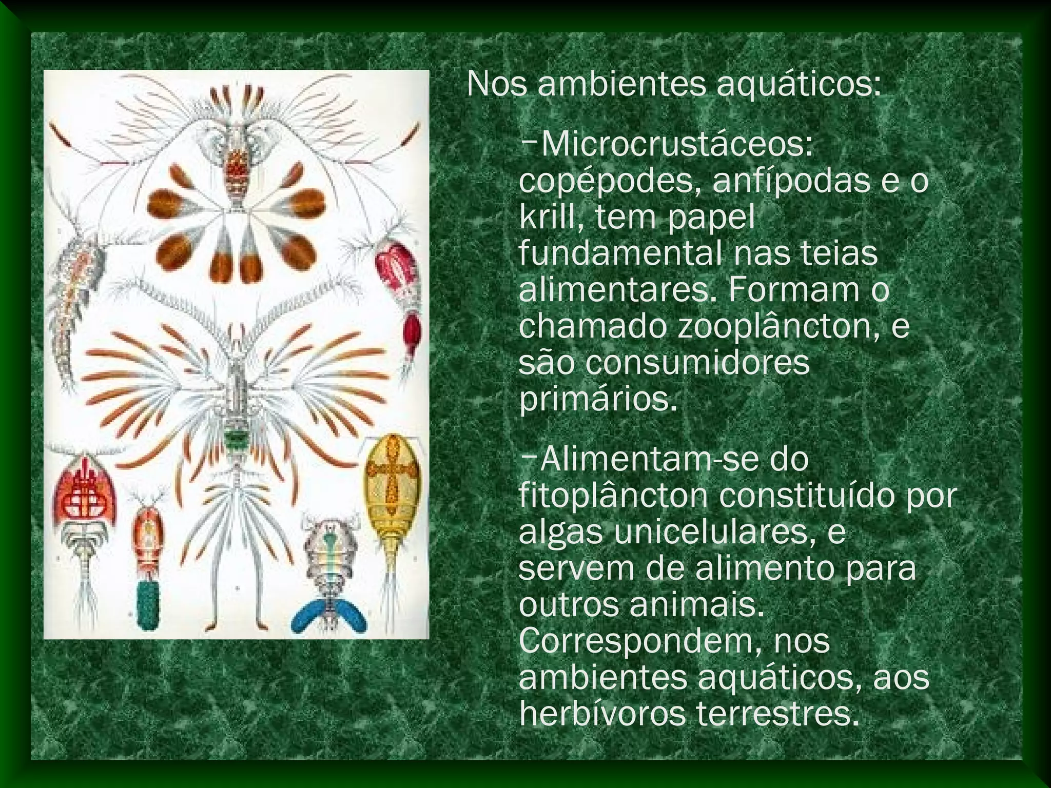 Nos ambientes aquáticos:
–Microcrustáceos:
copépodes, anfípodas e o
krill, tem papel
fundamental nas teias
alimentares. Formam o
chamado zooplâncton, e
são consumidores
primários.
–Alimentam-se do
fitoplâncton constituído por
algas unicelulares, e
servem de alimento para
outros animais.
Correspondem, nos
ambientes aquáticos, aos
herbívoros terrestres.
 