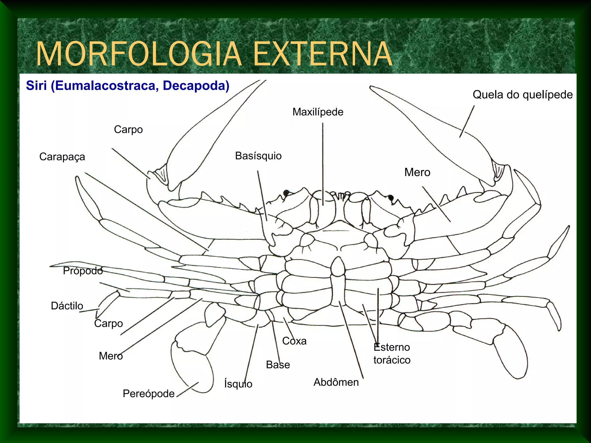 Quela do quelípede
Mero
Maxilípede
Basísquio
Carpo
Carapaça
Própodo
Dáctilo
Carpo
Mero
Pereópode
Ísquio
Base
Coxa
Abdômen
Esterno
torácico
Siri (Eumalacostraca, Decapoda)
MORFOLOGIA EXTERNA
 