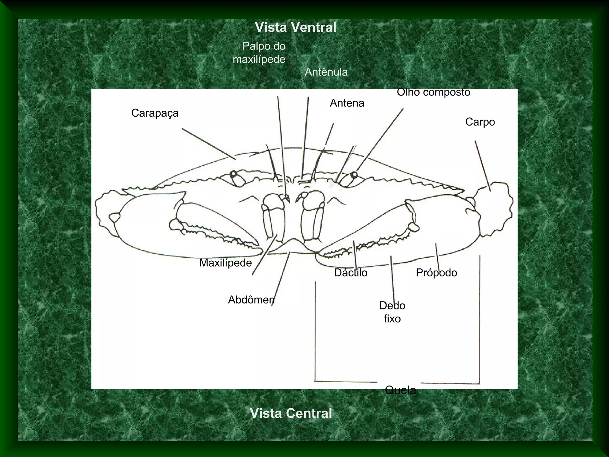 Quela
Carpo
Olho composto
Antena
Antênula
Palpo do
maxilípede
Carapaça
Maxilípede
Abdômen
Dáctilo
Dedo
fixo
Própodo
Vista Ventral
Vista Central
 