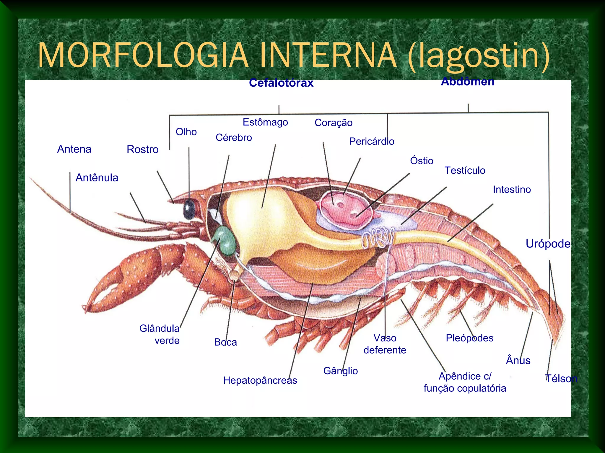 Cefalotórax Abdômen
Urópode
Antena
Antênula
Rostro
Olho
Cérebro
Estômago Coração
Pericárdio
Óstio
Testículo
Intestino
Télson
Ânus
Pleópodes
Apêndice c/
função copulatória
Vaso
deferente
Gânglio
Hepatopâncreas
Boca
Glândula
verde
MORFOLOGIA INTERNA (lagostin)
 
