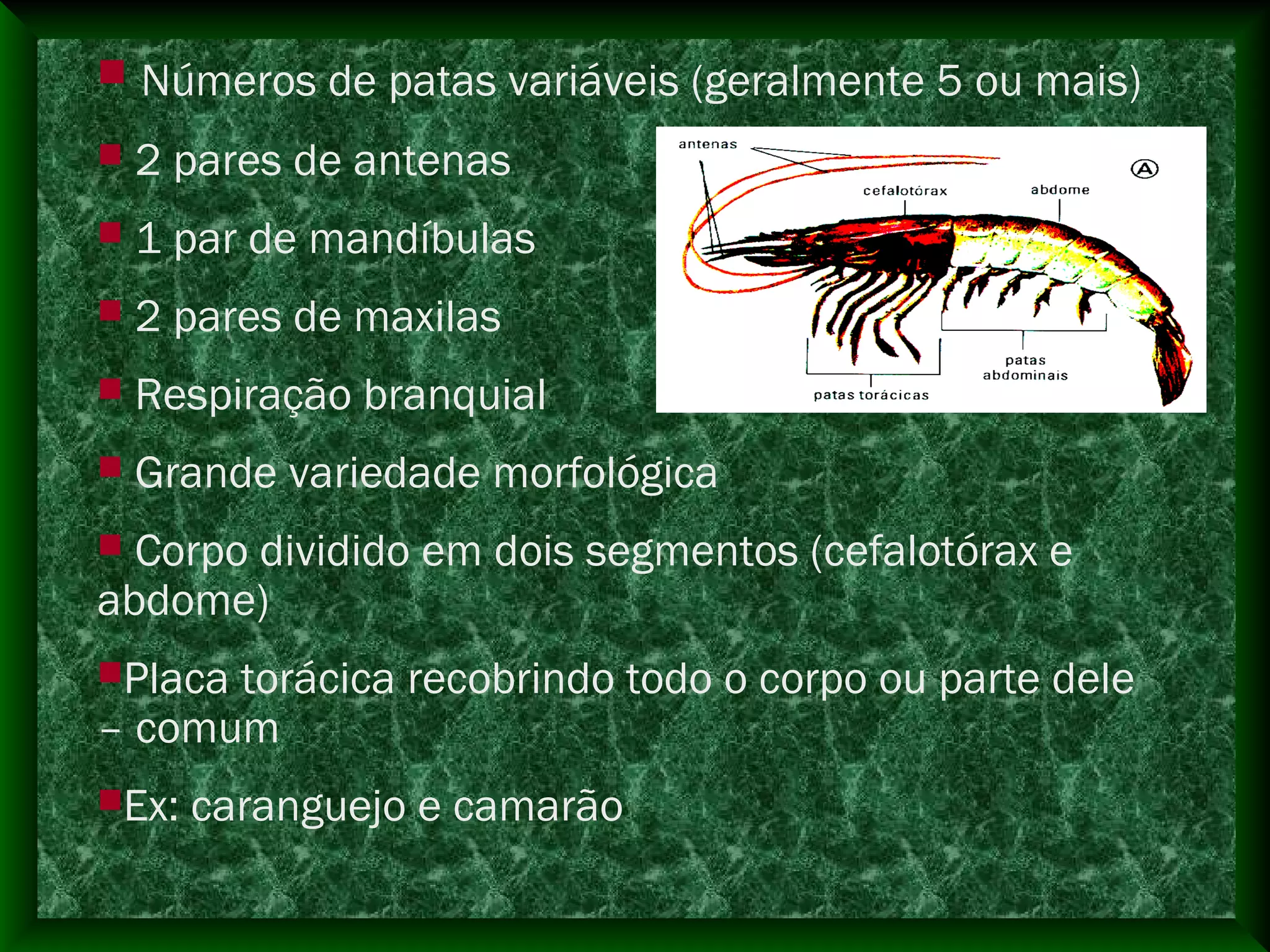  Números de patas variáveis (geralmente 5 ou mais)
 2 pares de antenas
 1 par de mandíbulas
 2 pares de maxilas
 Respiração branquial
 Grande variedade morfológica
 Corpo dividido em dois segmentos (cefalotórax e
abdome)
Placa torácica recobrindo todo o corpo ou parte dele
– comum
Ex: caranguejo e camarão
 