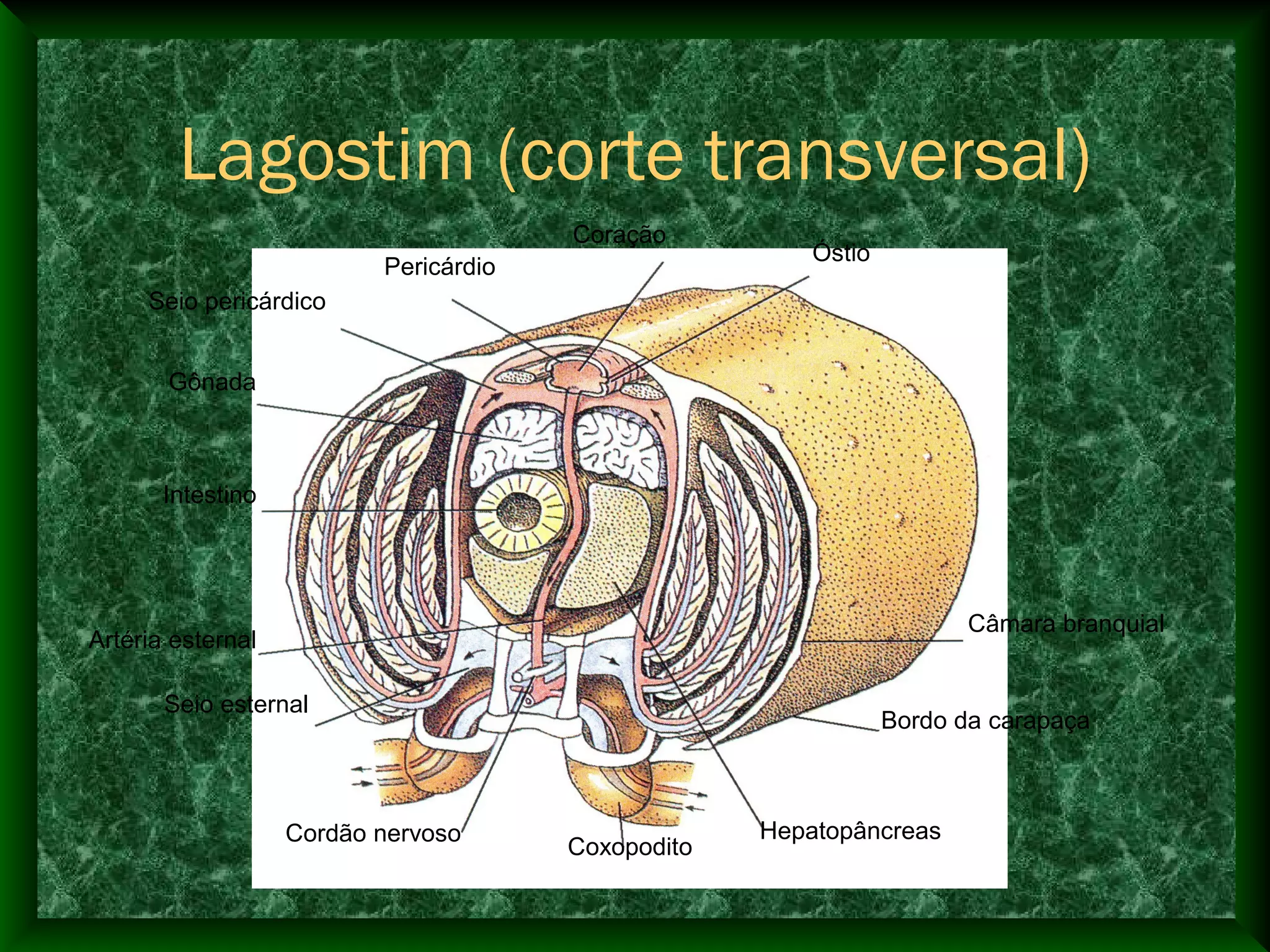 Coração
Óstio
Câmara branquial
Bordo da carapaça
Hepatopâncreas
Coxopodito
Cordão nervoso
Seio esternal
Artéria esternal
Intestino
Gônada
Seio pericárdico
Pericárdio
Lagostim (corte transversal)
 