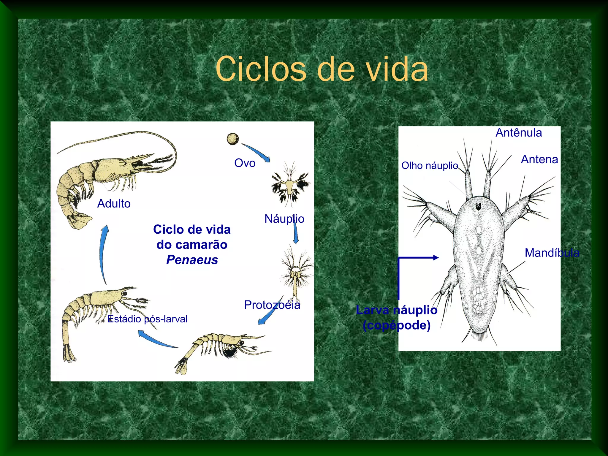 Adulto
Ovo
Náuplio
Protozoéia
Estádio pós-larval
Ciclo de vida
do camarão
Penaeus
Antênula
Antena
Mandíbula
Larva náuplio
(copépode)
Olho náuplio
Ciclos de vida
 