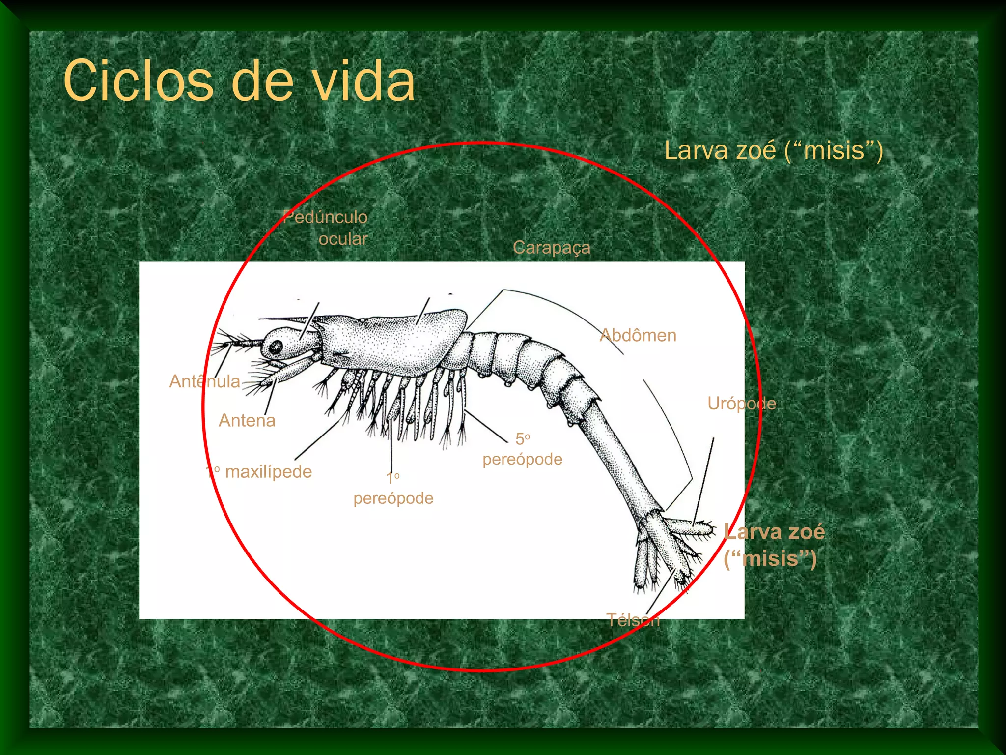 Abdômen
Carapaça
Pedúnculo
ocular
Antênula
Antena
1o
maxilípede 1o
pereópode
5o
pereópode
Urópode
Télson
Larva zoé
(“misis”)
Larva zoé (“misis”)
Ciclos de vida
 