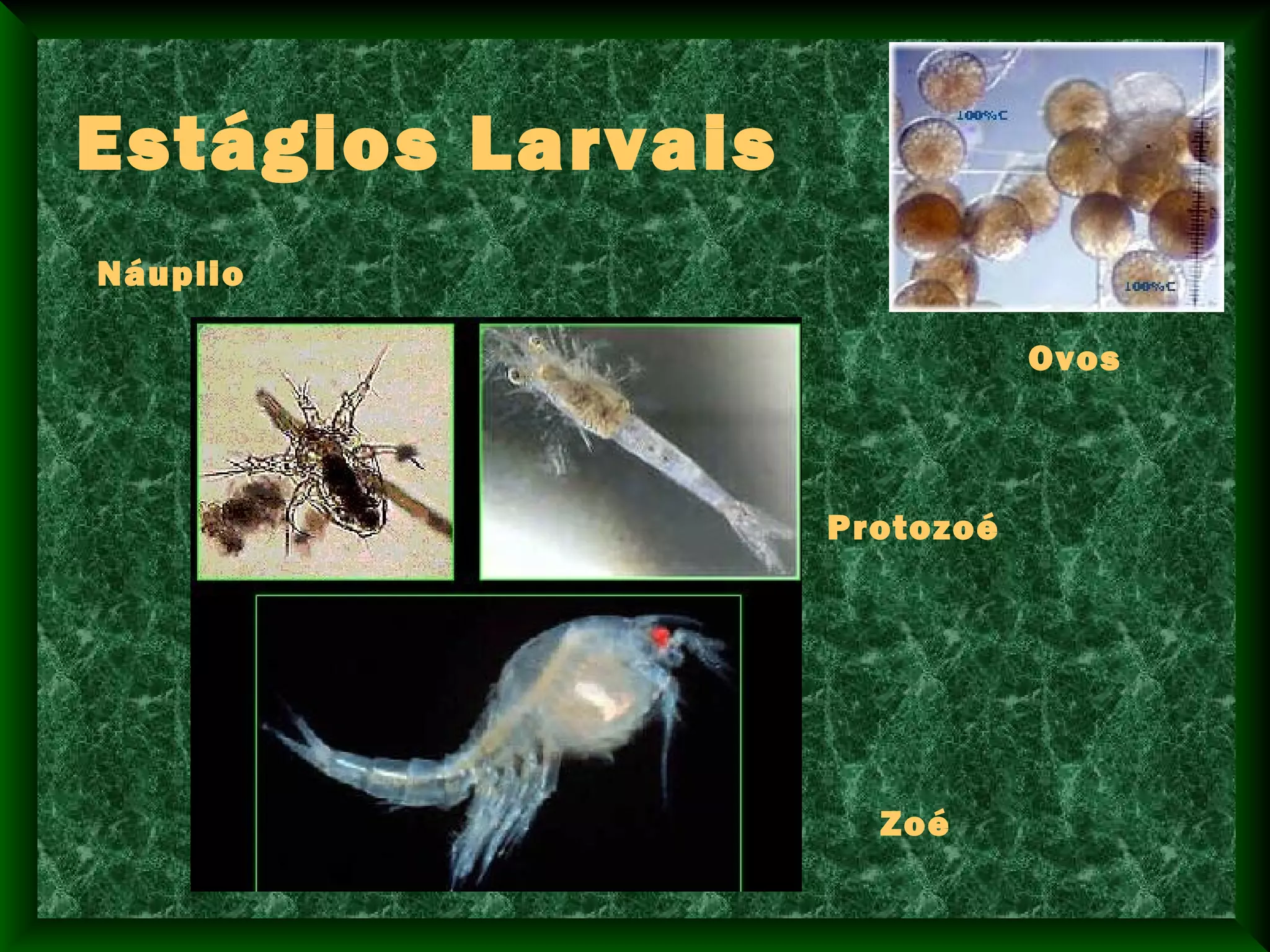 Estágios Larvais
Protozoé
Náuplio
Zoé
Ovos
 