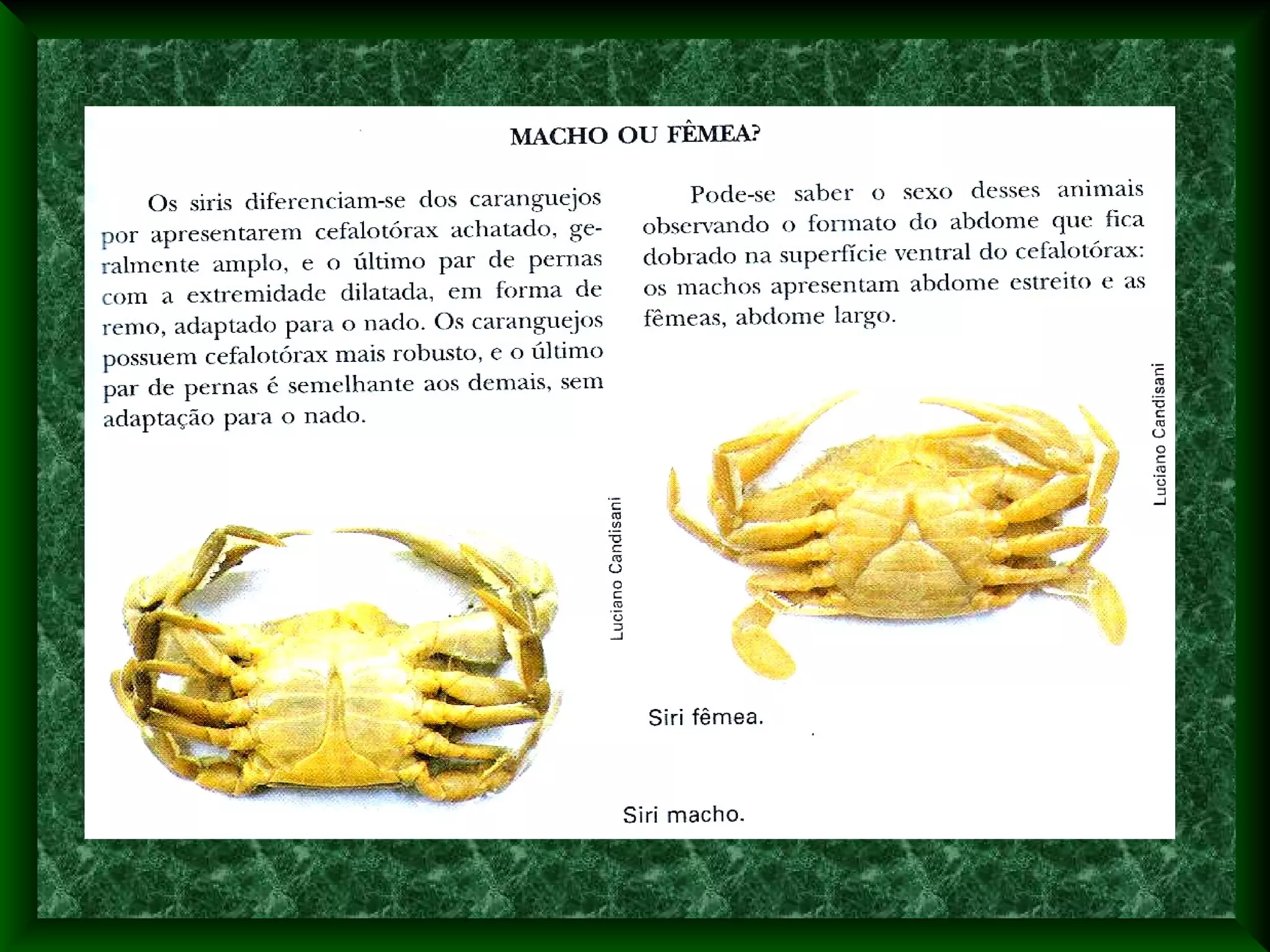 Filo artrópodes 04   crustáceos - características e anatomia