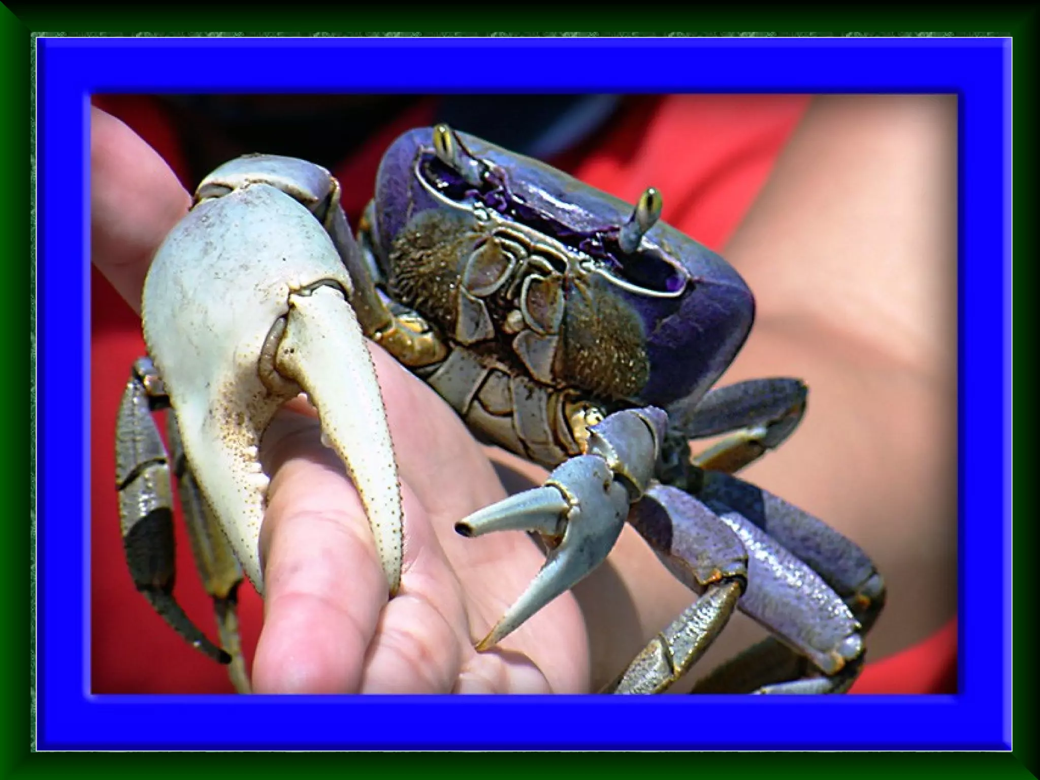 Filo artrópodes 04   crustáceos - características e anatomia