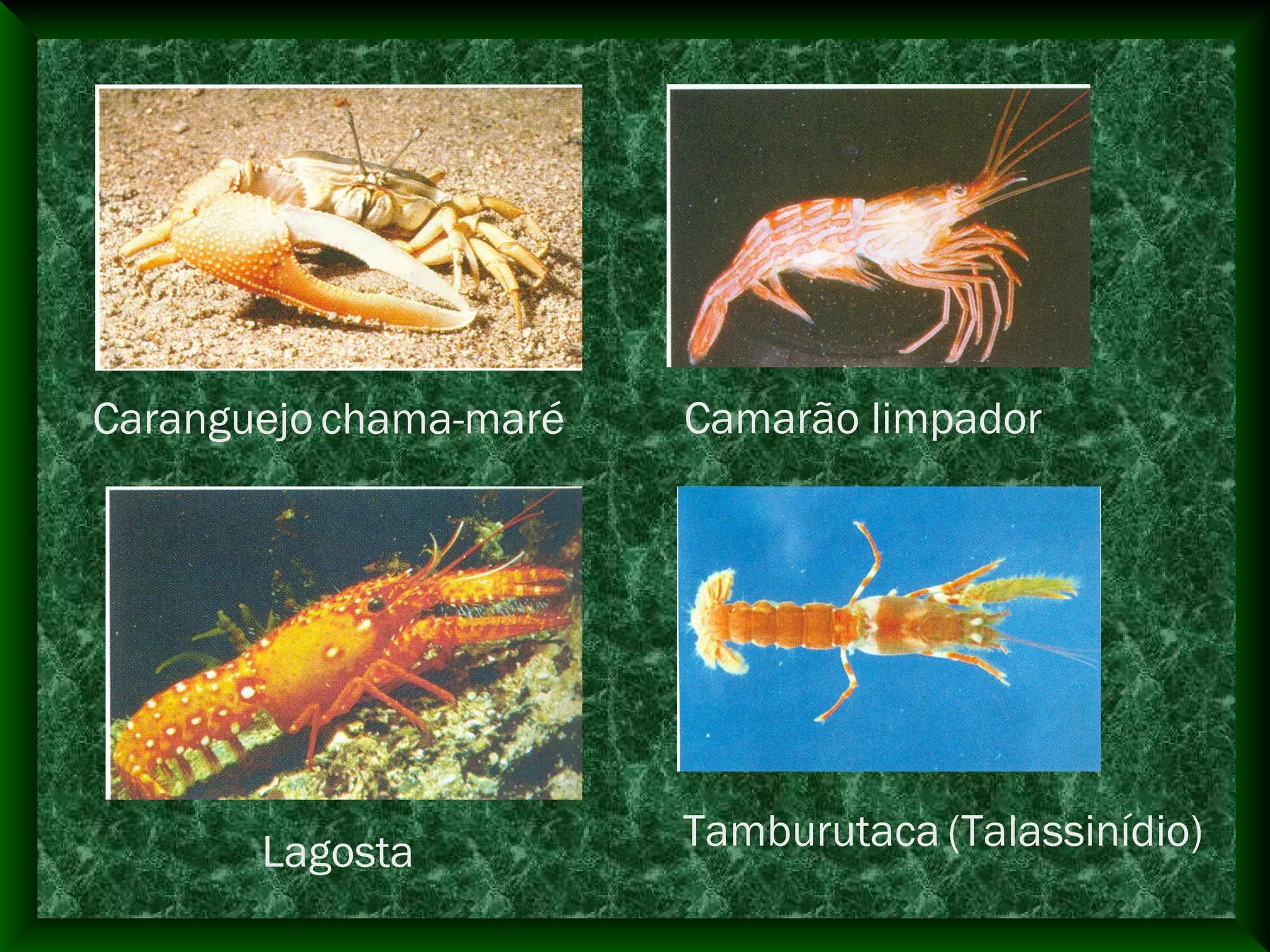 Caranguejo chama-maré Camarão limpador
Lagosta Tamburutaca (Talassinídio)
 