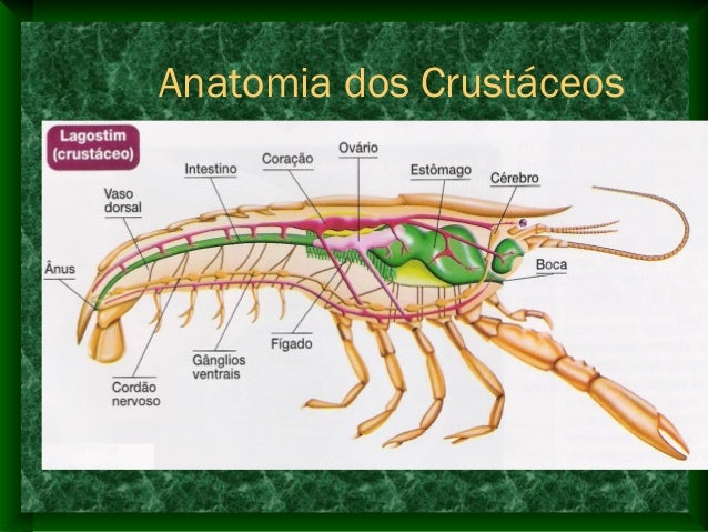 Filo artrópodes 04 crustáceos - características e anatomia
