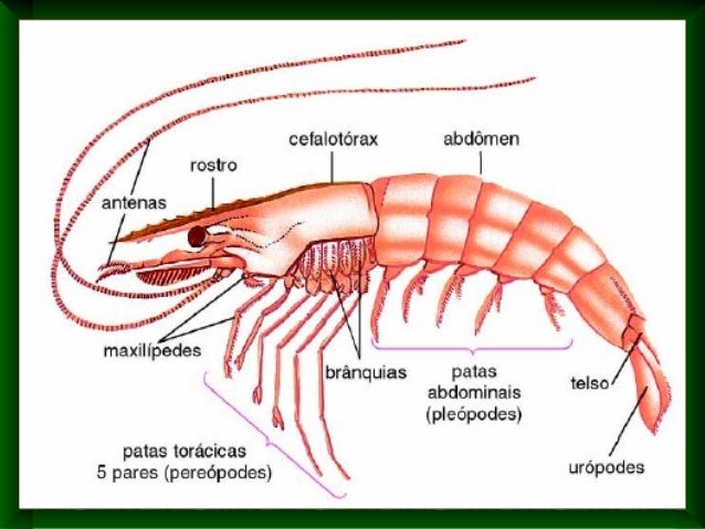 Filo artrópodes 04 crustáceos - características e anatomia