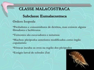 •Predadores e consumidores de detritos, mas existem alguns
filtradores e herbívoros
•Terrestres são escavadores e noturnos
•Machos: pleópodos anteriores modificados como órgão
copulatório
•Fêmeas incuba os ovos na região dos pleópodos
•Estágio larval de eclosão: Zoé
CLASSE MALACOSTRACACLASSE MALACOSTRACA
SubclasseSubclasse EumalacostracaEumalacostraca
Ordem Isopoda
 