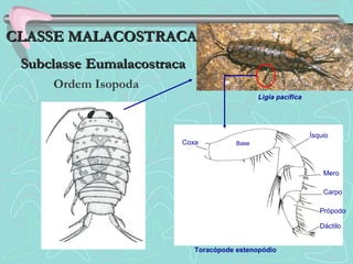 Coxa Base
Ísquio
Mero
Carpo
Própodo
Dáctilo
Ligia pacifica
Toracópode estenopódio
CLASSE MALACOSTRACACLASSE MALACOSTRACA
SubclasseSubclasse EumalacostracaEumalacostraca
Ordem Isopoda
 