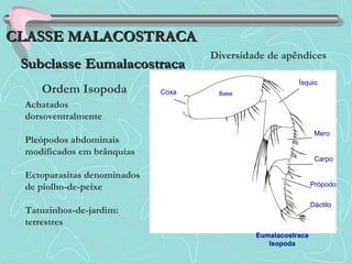 Coxa Base
Ísquio
Mero
Carpo
Própodo
Dáctilo
Eumalacostraca
Isopoda
Ordem Isopoda
Diversidade de apêndices
CLASSE MALACOSTRACACLASSE MALACOSTRACA
SubclasseSubclasse EumalacostracaEumalacostraca
Achatados
dorsoventralmente
Pleópodos abdominais
modificados em brânquias
Ectoparasitas denominados
de piolho-de-peixe
Tatuzinhos-de-jardim:
terrestres
 