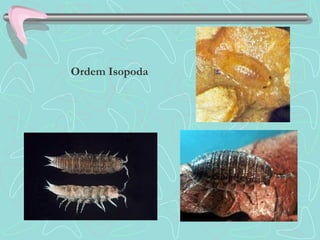 Ordem Isopoda
 