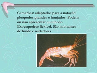 Camarões: adaptados para a natação:
pleópodos grandes e franjados. Podem
ou não apresentar quelípede.
Exoesqueleto flexível. São habitantes
de fundo e nadadores
 