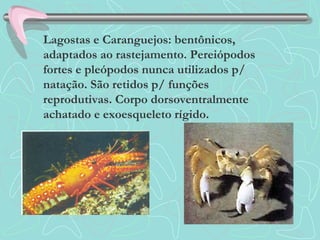 Lagostas e Caranguejos: bentônicos,
adaptados ao rastejamento. Pereiópodos
fortes e pleópodos nunca utilizados p/
natação. São retidos p/ funções
reprodutivas. Corpo dorsoventralmente
achatado e exoesqueleto rígido.
 