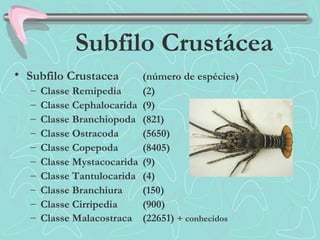 • Subfilo Crustacea (número de espécies)
– Classe Remipedia (2)
– Classe Cephalocarida (9)
– Classe Branchiopoda (821)
– Classe Ostracoda (5650)
– Classe Copepoda (8405)
– Classe Mystacocarida (9)
– Classe Tantulocarida (4)
– Classe Branchiura (150)
– Classe Cirripedia (900)
– Classe Malacostraca (22651) + conhecidos
Subfilo Crustácea
 