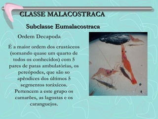 É a maior ordem dos crustáceos
(somando quase um quarto de
todos os conhecidos) com 5
pares de patas ambulatórias, os
pereópodes, que são so
apêndices dos últimos 5
segmentos toráxicos.
Pertencem a este grupo os
camarões, as lagostas e os
caranguejos.
CLASSE MALACOSTRACACLASSE MALACOSTRACA
SubclasseSubclasse EumalacostracaEumalacostraca
Ordem Decapoda
 