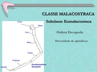 Coxa
Base
Ísquio
Mero
Carpo
Própodo
Dáctilo
Eumalacostraca
Decapoda
Diversidade de apêndices:
Ordem Decapoda
CLASSE MALACOSTRACACLASSE MALACOSTRACA
SubclasseSubclasse EumalacostracaEumalacostraca
 