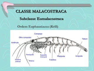 Carapaça
Télson
UrópodePleópode
Fotóforo
Epipodito
branquial
Pereópode
Antena
Escama
antenal
Antênula
Olho composto
Ordem Euphausiacea (Krill)
CLASSE MALACOSTRACACLASSE MALACOSTRACA
SubclasseSubclasse EumalacostracaEumalacostraca
 