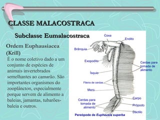 Coxa
Endito
Cerdas para
tomada de
alimento
Carpo
Própodo
Dáctilo
Cerdas para
tomada de
alimento
Mero
Fileira de cerdas
Ísquio
Exopodito
Brânquia
Ordem Euphausiacea
(Krill)
Pereópode de Euphausia superba
CLASSE MALACOSTRACACLASSE MALACOSTRACA
SubclasseSubclasse EumalacostracaEumalacostraca
É o nome coletivo dado a um
conjunto de espécies de
animais invertebrados
semelhantes ao camarão. São
importantes organismos do
zooplâncton, especialmente
porque servem de alimento a
baleias, jamantas, tubarões-
baleia e outros.
 