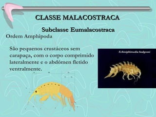 Ordem Amphipoda
São pequenos crustáceos sem
carapaça, com o corpo comprimido
lateralmente e o abdómen fletido
ventralmente.
CLASSE MALACOSTRACACLASSE MALACOSTRACA
SubclasseSubclasse EumalacostracaEumalacostraca
 