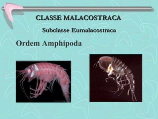 CLASSE MALACOSTRACACLASSE MALACOSTRACA
SubclasseSubclasse EumalacostracaEumalacostraca
Ordem Amphipoda
 