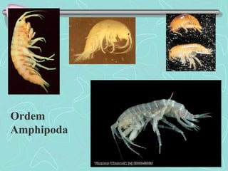 Ordem
Amphipoda
 