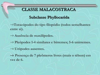 →Toracópodes do tipo filopódio (todos semelhantes
entre si).
→ Ausência de maxilípedes.
→ Pleópodes 1-4 similares e birremes; 5-6 unirremes.
→ Urópodes ausentes.
→ Presença de 7 pleômeros livres (mais o télson) em
vez de 6.
CLASSE MALACOSTRACACLASSE MALACOSTRACA
Subclasse PhyllocaridaSubclasse Phyllocarida
 