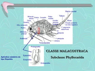 Ramo caudal
Télson
Ânus
Porção posterior
do trato digestivo
7o
segmento
abdominal
5o
pleópode
1o
pleópode
Antena
Toracópodes
Antênula
Glândula
antenal
Rostro
Olho composto
Cérebro
Ceco
Músculo
adutor
Ovário Coração
Palpo
maxilar
Cordão
nervoso
central
Protopodito
Epipodito
Exopodito
Endopodito
Apêndice natatório do
tipo filopódio
CLASSE MALACOSTRACACLASSE MALACOSTRACA
Subclasse PhyllocaridaSubclasse Phyllocarida
 
