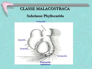 Protopodito
Epipodito
Exopodito
Endopodito
Phyllocarida
Leptostraca
CLASSE MALACOSTRACACLASSE MALACOSTRACA
Subclasse PhyllocaridaSubclasse Phyllocarida
 