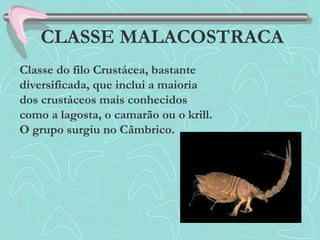 CLASSE MALACOSTRACA
Classe do filo Crustácea, bastante
diversificada, que inclui a maioria
dos crustáceos mais conhecidos
como a lagosta, o camarão ou o krill.
O grupo surgiu no Câmbrico.
 