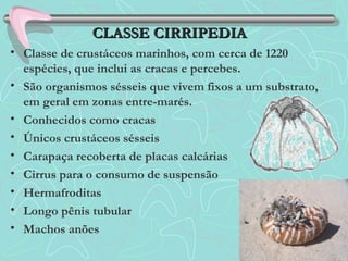 • Classe de crustáceos marinhos, com cerca de 1220
espécies, que inclui as cracas e percebes.
• São organismos sésseis que vivem fixos a um substrato,
em geral em zonas entre-marés.
• Conhecidos como cracas
• Únicos crustáceos sésseis
• Carapaça recoberta de placas calcárias
• Cirrus para o consumo de suspensão
• Hermafroditas
• Longo pênis tubular
• Machos anões
CLASSE CIRRIPEDIACLASSE CIRRIPEDIA
 