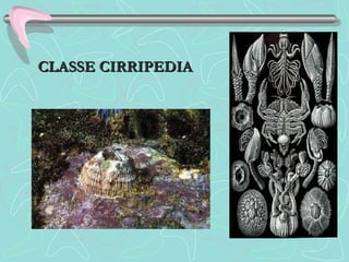 CLASSE CIRRIPEDIACLASSE CIRRIPEDIA
 
