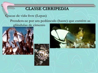 Cracas de vida livre (Lepas)
Prendem-se por um pedúnculo (haste) que contém as
glândulas de cimento
CLASSE CIRRIPEDIACLASSE CIRRIPEDIA
 