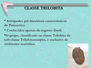 CLASSE TRILOBITACLASSE TRILOBITA
 Artrópodes pré-históricos característicos
do Paleozóico
 Conhecidos apenas do registro fóssil.
O grupo, classificado na classe Trilobita da
sub-classe Trilobitomorpha, é exclusivo de
ambientes marinhos.
 