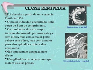 CLASSE REMIPEDIACLASSE REMIPEDIA
 Foi descrita a partir de uma espécie
fóssil em 1955.
 O maior indivíduo encontrado tinha
cerca de 4 cm de comprimento.
 Os remípedes têm um corpo
translúcido formado por uma cabeça
sem olhos, mas com a maior parte
cabeça sem olhos, mas com a maior
parte dos apêndices típicos dos
crustáceos.
Não apresentam carapaça nem
télson.
Têm glândulas de veneno com que
matam as suas presas.
Speleonectes (v. ventral)
Extremidade anterior (v. ventral)
 