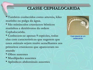 CLASSE CEPHALOCARIDACLASSE CEPHALOCARIDA
 Também conhecidos como artemia, kiko
marinho ou pulga da água.
 São minúsculos crustáceos bênticos
marinhos e detritívoros da ordem
Cephalocarida.
 Conhecem-se apenas 9 espécies, todas
elas com características que sugerem que
estes animais sejam muito semelhantes aos
primeiros crustáceos que apareceram no
mundo
 Olhos ausentes
 Maxilípedes ausentes
 Apêndices abdominais ausentes
Vista lateral de um
cefalocárido
 