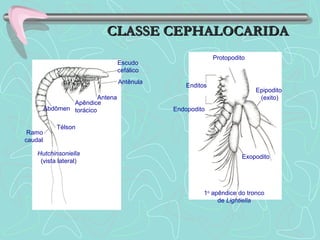 Escudo
cefálico
Antênula
Antena
Apêndice
torácicoAbdômen
Télson
Ramo
caudal
Hutchinsoniella
(vista lateral)
Protopodito
Enditos
Endopodito
Exopodito
Epipodito
(exito)
1o
apêndice do tronco
de Lightiella
CLASSE CEPHALOCARIDACLASSE CEPHALOCARIDA
 