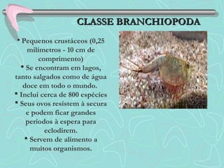 CLASSE BRANCHIOPODACLASSE BRANCHIOPODA
 Pequenos crustáceos (0,25
milímetros - 10 cm de
comprimento)
 Se encontram em lagos,
tanto salgados como de água
doce em todo o mundo.
 Inclui cerca de 800 espécies
 Seus ovos resistem à secura
e podem ficar grandes
períodos à espera para
eclodirem.
 Servem de alimento a
muitos organismos.
 
