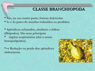  São, na sua maior parte, formas dulcícolas
 1o e 2o pares de maxilas reduzidos ou perdidos.
 Apêndices achatados, similares a folhas
(filópodes). São seus principais
 órgãos respiratórios (daí o nome
branquiópodes).
→ Redução ou perda dos apêndices
abdominais.
CLASSE BRANCHIOPODACLASSE BRANCHIOPODA
 