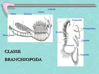 Antênula
Antena
OvissacoTélson
Ramo caudal
Protopodito
Pré-epipoditos
Epipodito
Exopodito
Endopodito
Enditos
CLASSECLASSE
BRANCHIOPODABRANCHIOPODA
 